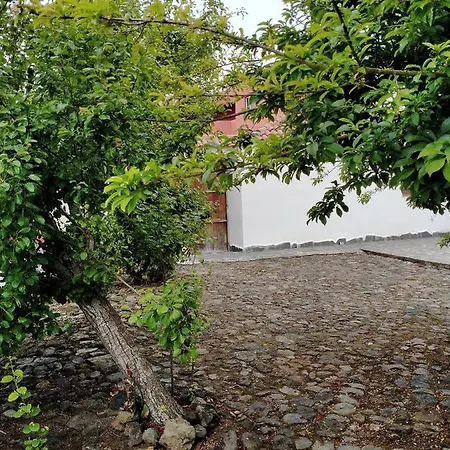 Apartment Rustikale Kanarische Finca Mit Garten Icod De Los Vinos